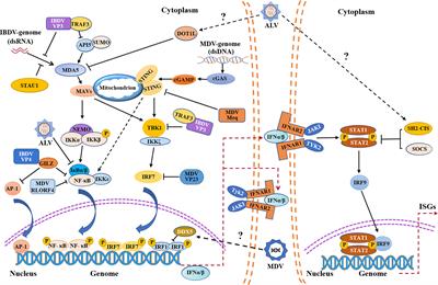 Advances on Innate Immune Evasion by Avian Immunosuppressive Viruses